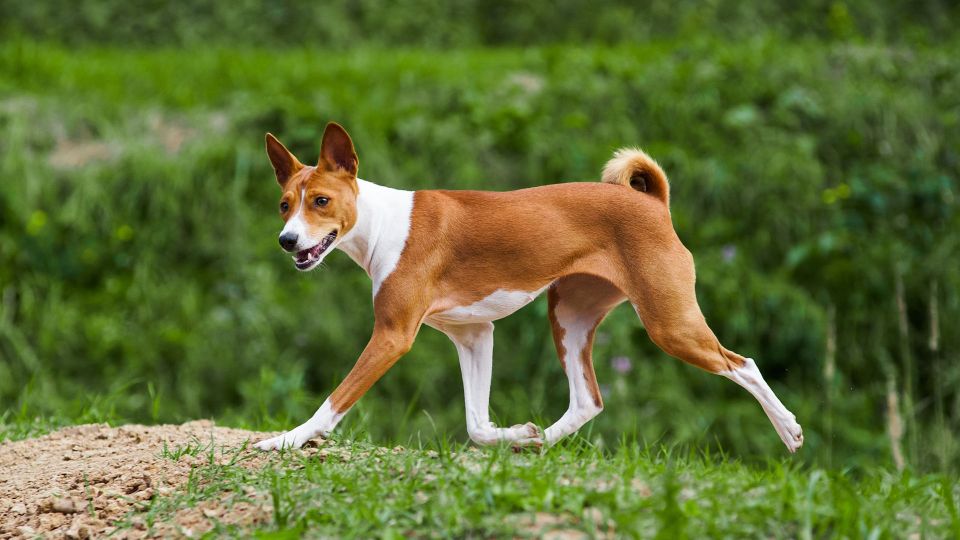 Basenji Hound