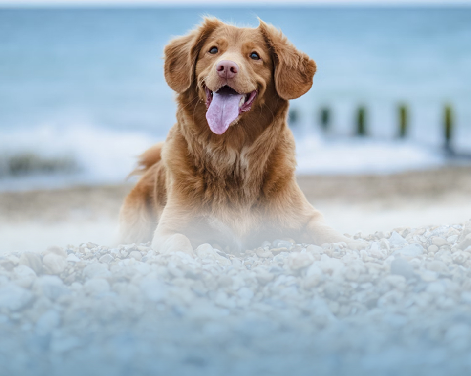 List your pedigree puppies for sale online