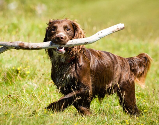 Gundog Puppies for Sale