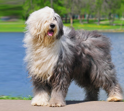 Pastoral Puppies for Sale