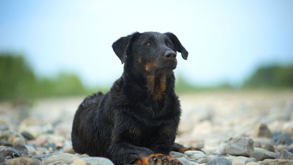 Beauceron
