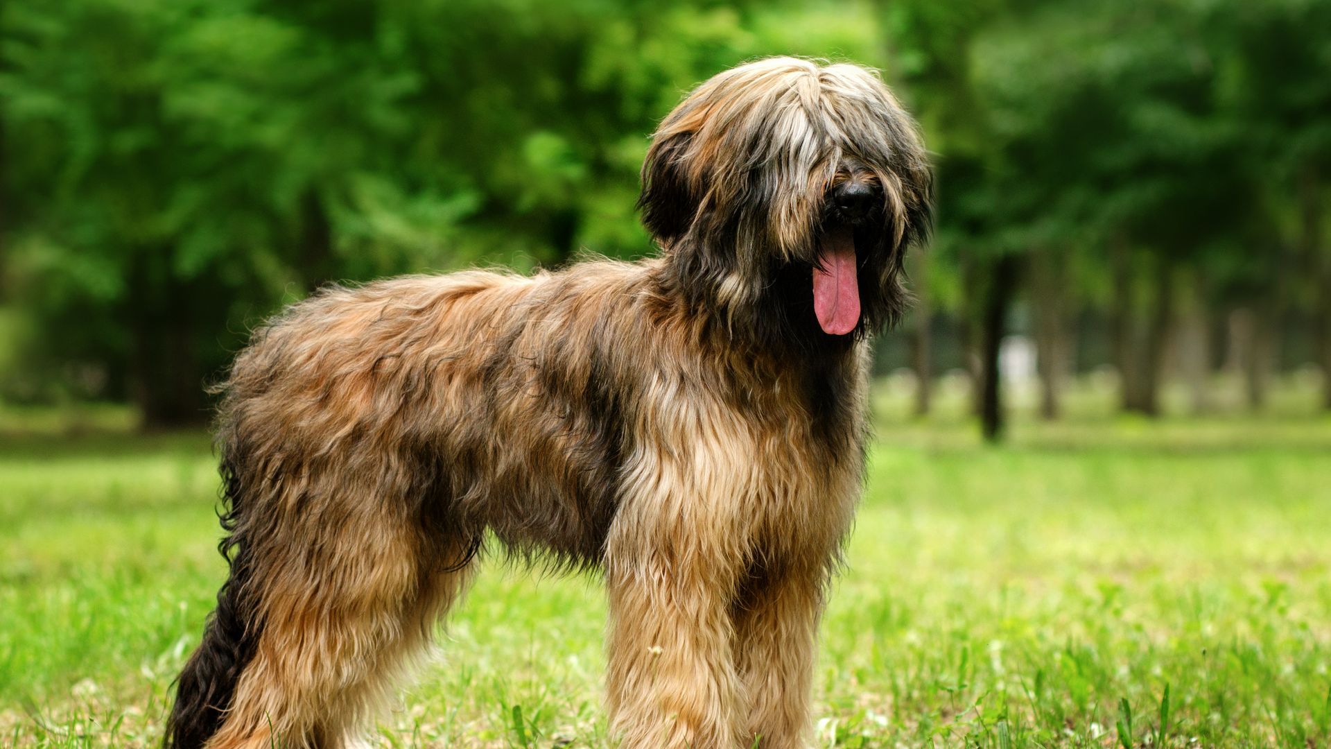 Briard