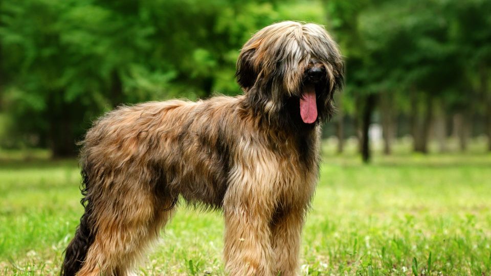 Briard