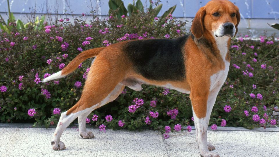 Harrier Hound