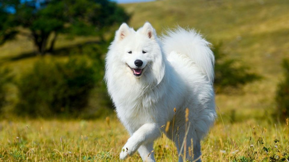 Samoyed