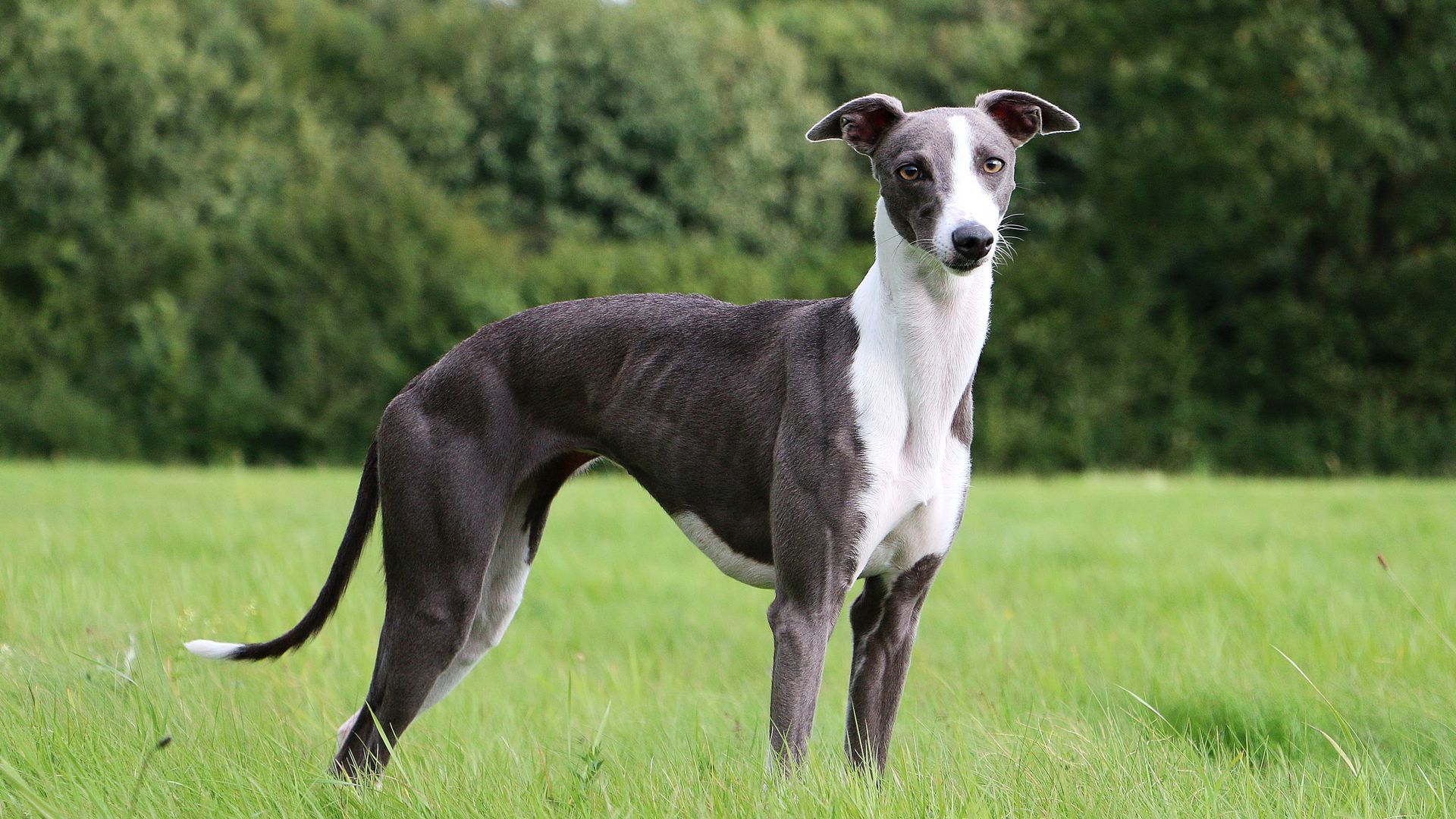 Whippet