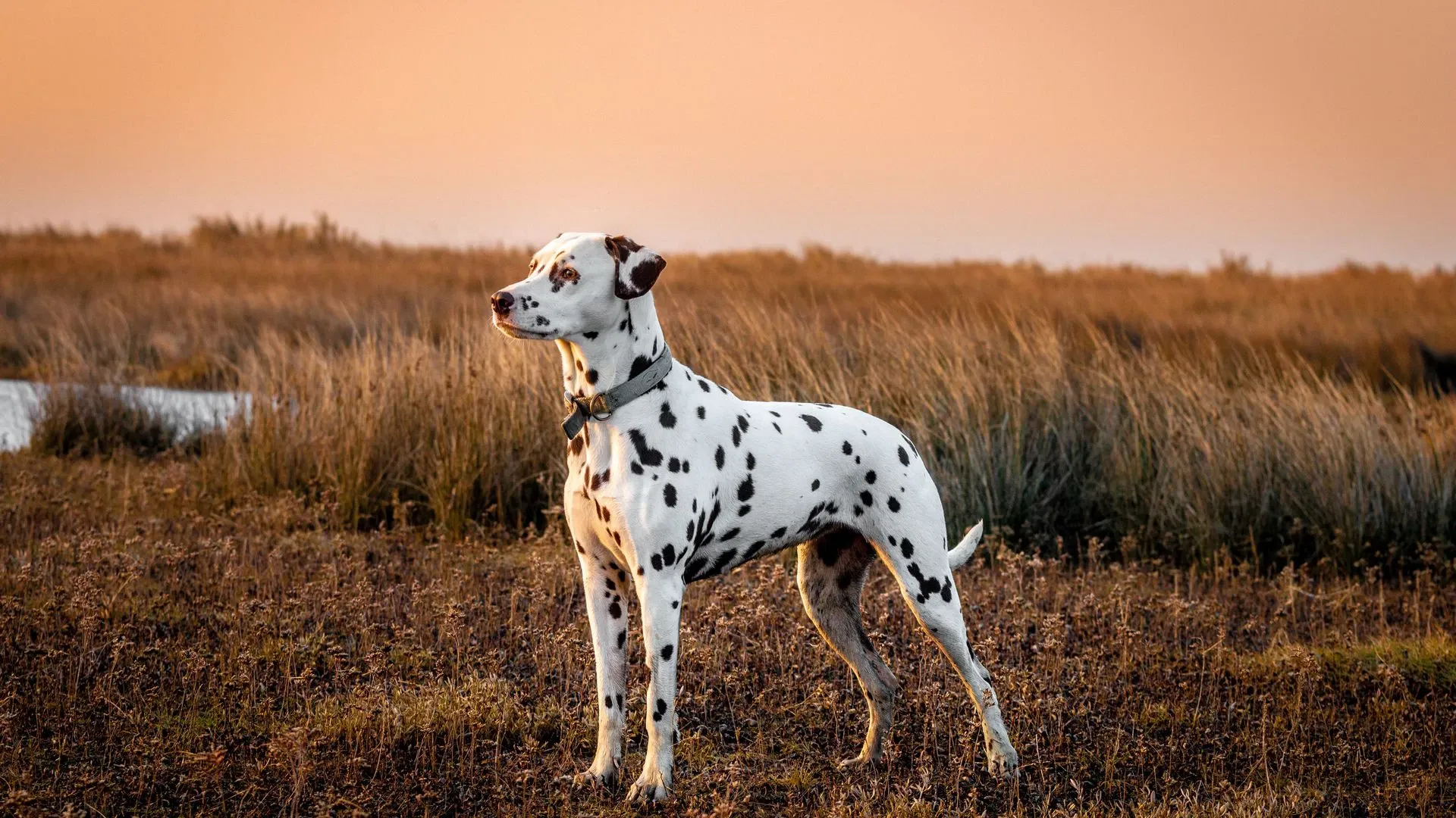 Dalmatian