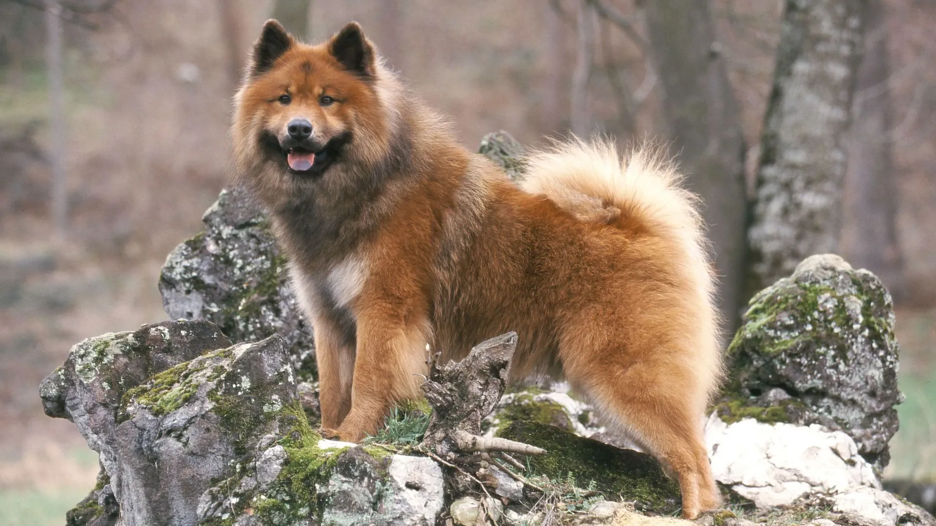Eurasier