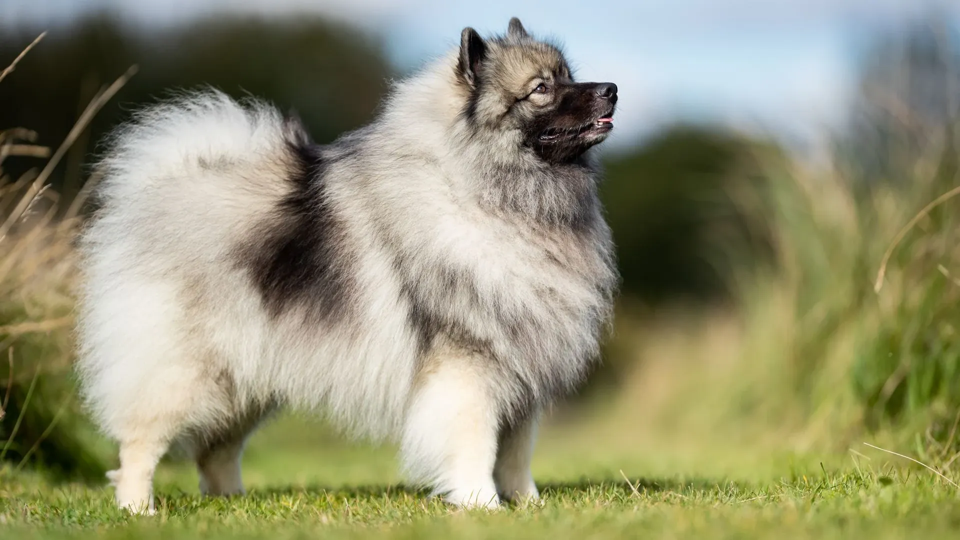Keeshond