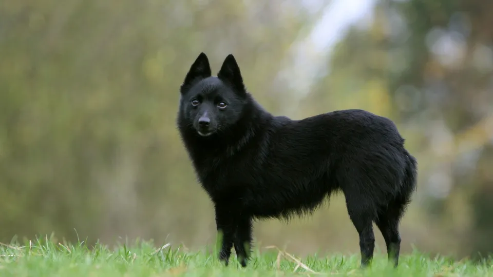 Schipperke