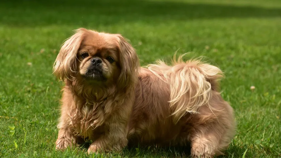 Pekingese