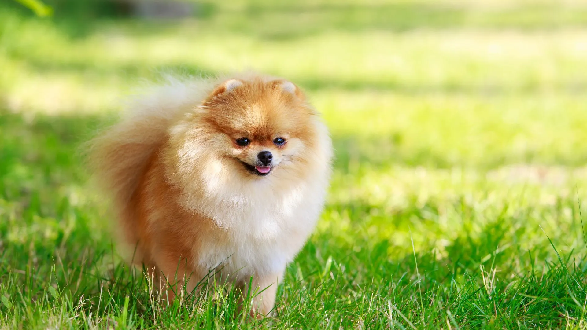 Pomeranian